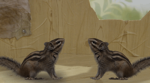 chipmunk-animals-free-animated-gifs-gameznet 032.gif